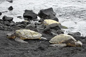 Images Dated 17th February 2017: Ridleys Sea Turtles on black sand beach, Big Island, Hawaii