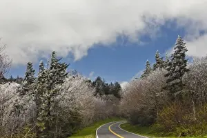 Images Dated 4th May 2011: Rim Ice on trees, Great Smoky Mountains National Park, Tennessee
