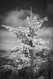 Images Dated 23rd February 2018: Rime ice on pine tree, San Bernardino National Forest, California, USA