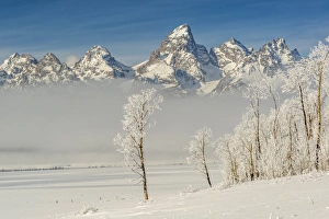 Frosted Prints: Rimed Cottonwoods and Tetons from Antelope Flats Road