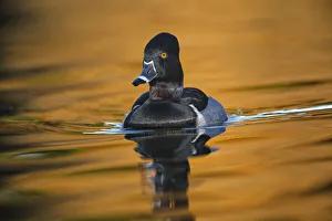 Ring-necked duck