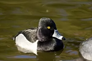 Images Dated 27th January 2007: Ring-necked Duck