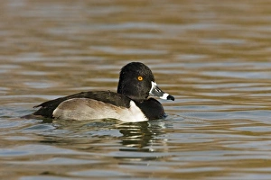 Images Dated 26th November 2007: Ring-necked Duck (Aythya collaris) adult, male in deep pond, winter, New Mexico, USA
