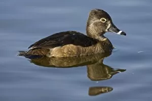 Images Dated 27th January 2007: Ring-necked Duck, Aythya collaris, Santee Lakes, Southern California