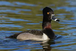 Diving Prints: Ring-necked duck drake, Southern California wetland, USA