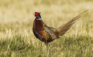 Plumage Prints: Ring-necked pheasant
