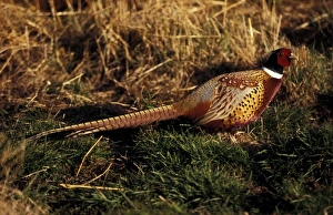 Pheasant Prints: Ring-necked Pheasant