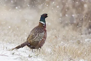 Ken Archer Prints: Ring-necked pheasant, Autumn snowflakes