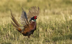 Pheasant Prints: Ring-necked pheasant, courtship display