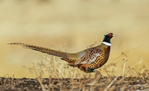 Pheasant Prints: Ring-necked pheasant on the move in eastern Colorado