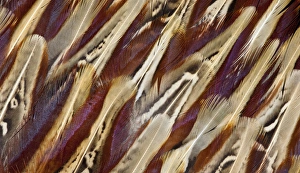 Images Dated 24th January 2010: Ring-necked Pheasant feather design