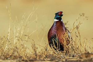 Pheasant Prints: Ring-necked pheasant pauses for a moment in eastern Colorado