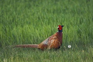 Ring-necked Pheasant, Phasianus colchicus, male, National Park Lake Neusiedl, Burgenland