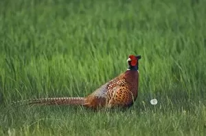 Images Dated 17th April 2007: Ring-necked Pheasant, Phasianus colchicus, male, National Park Lake Neusiedl, Burgenland