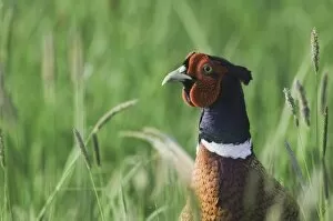Images Dated 20th April 2007: Ring-necked Pheasant, Phasianus colchicus, male, National Park Lake Neusiedl, Burgenland
