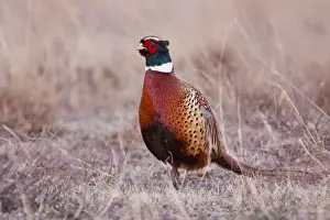 Oklahoma Prints: Ring-necked Pheasant (Phasianus colchicus) male in grassland, western Oklahoma, USA
