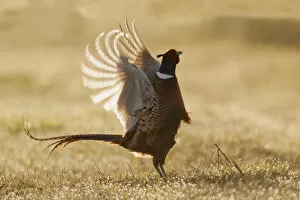 Ring-necked Pheasant, roosters display
