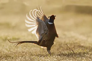 Images Dated 8th April 2006: Ring-necked Pheasant, roosters display