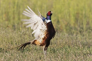 Ring-necked Pheasant;Courtship Display & Crow