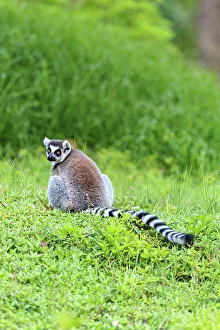 Arboreal Prints: A ring-tailed lemur