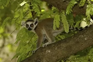 Ring-tailed lemur baby (Lemur catta) Beza mahafaly Special Reserve. South-western MADAGASCAR