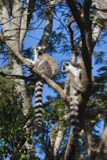 Ring tailed lemur (Lemur catta), Berenty National park, Toliara, Madagascar