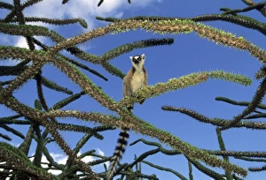 Thorn Prints: Ring-tailed Lemur, (Lemur catta), in Octopus Tree, feeding on Didierceae, Spiny Forest