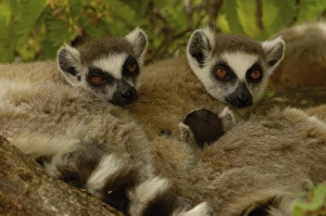 Protected Area Prints: Ring-tailed lemur (Lemur catta) Berenty Reserve. Southern MADAGASCAR