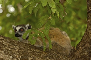 Ring-tailed lemur (Lemur catta) Berenty Reserve. Southern MADAGASCAR