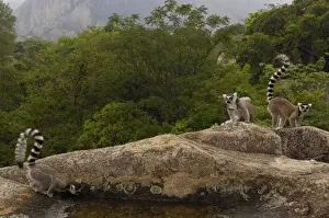 Pack Prints: Ring-tailed lemurs (Lemur catta) near Andringitra mountains. South-central MADAGASCAR