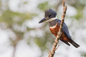 Ringed Kingfisher