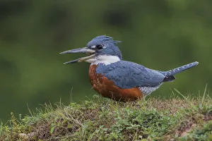 Images Dated 29th September 2017: Ringed Kingfisher