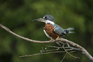 Images Dated 2nd September 2014: Ringed Kingfisher (Megaceryle torquata), Northern Pantanal, Mato Grosso, Brazil
