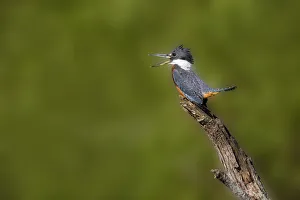 Animal Prints: Ringed Kingfisher (Megaceryle torquata) male