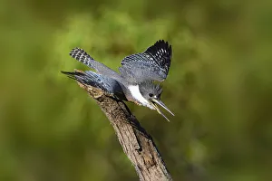 Ringed Kingfisher (Megaceryle torquata) male