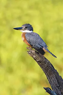 Animal Prints: Ringed Kingfisher (Megaceryle torquata) perched