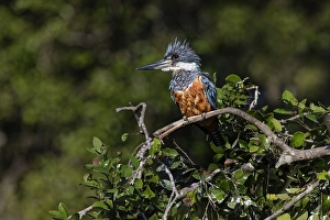 Pantanal Prints: Ringed kingfisher, Pantanal, Brazil