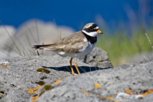 Plover Prints: Ringed Plover in flowered field near latrabjerg, Iceland