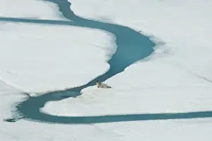 Point Barrow Prints: ringed seal, Phoca hispida, on multi-layer ice (fresh water pans formed over years