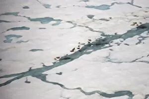 ringed seals, Phoca hispida, on multi-layer ice with exit holes underneath to ocean