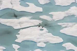 Images Dated 23rd July 2006: Ringed seals, Phoca hispida, on multi-layer ice with exit hole underneath to ocean