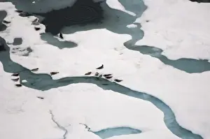 Images Dated 23rd July 2006: Ringed seals, Phoca hispida, on multi-layer ice with exit hole underneath to ocean