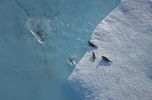 Ringed seals, Phoca hispida, on multi-layer ice with exit hole underneath to ocean
