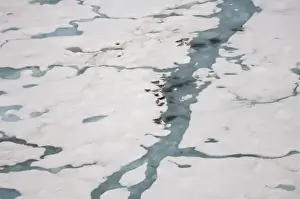 Images Dated 23rd July 2006: ringed seals, Phoca hispida, on multi-layer ice with exit holes underneath to ocean