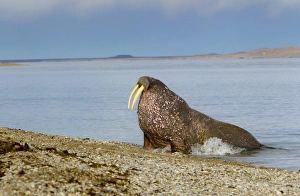 Images Dated 15th August 2011: Ringertz Oya Island, Svalbard, Norway, Male Walrus hauling out on gravel bank