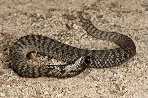 Images Dated 25th April 2007: Rinkhals Hemichatus hemichatus Native to S. E. Africa