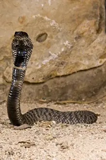 Cobra Prints: Rinkhals Hemichatus hemichatus Native to S. E. Africa