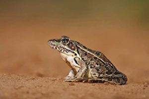 Rio Grande Leopard Frog (Rana pipiens berlandieri) sunning, Texas
