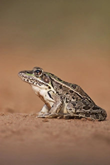 Warming Prints: Rio Grande Leopard Frog (Rana pipiens berlandieri) sunning, Texas