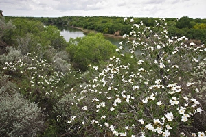 Brush Prints: Rio Grande, south Texas
